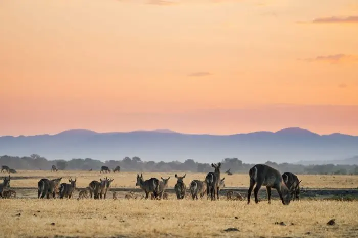 Five Wildlife Highlights in Zambia