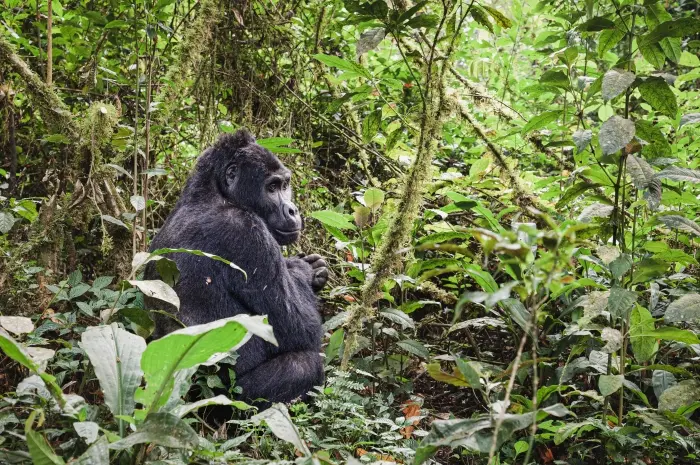 Silverback Gorilla Trekking In Bwindi Forest Is The Greatest African Wildlife Adventure